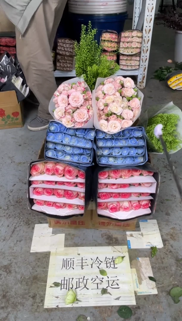爱莎20枝+碎冰蓝20枝+折射10枝+绿林草