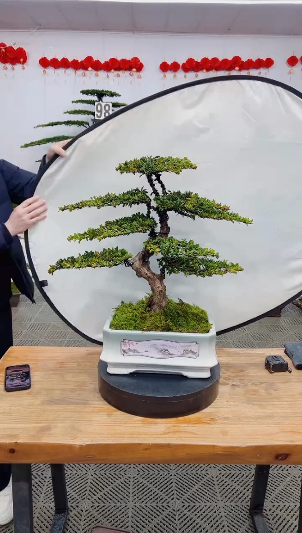 【闪购商品】盆景盆景