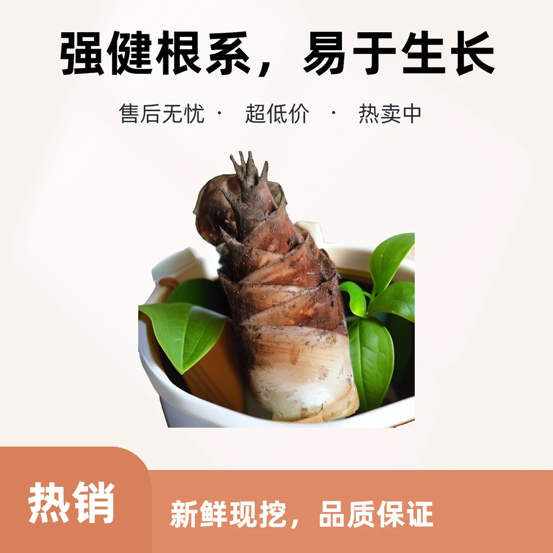 【景东龙街甜笋】新鲜甜龙竹笋可生吃现摘现发低卡煲汤佳品