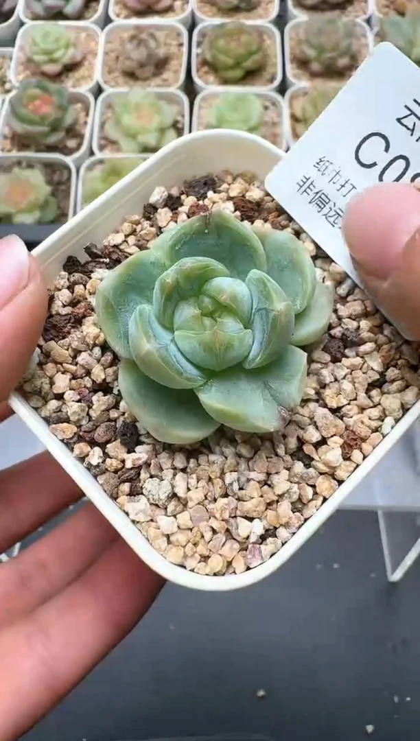 837C云禹多肉植物 带盆土纸巾打包 3颗包邮