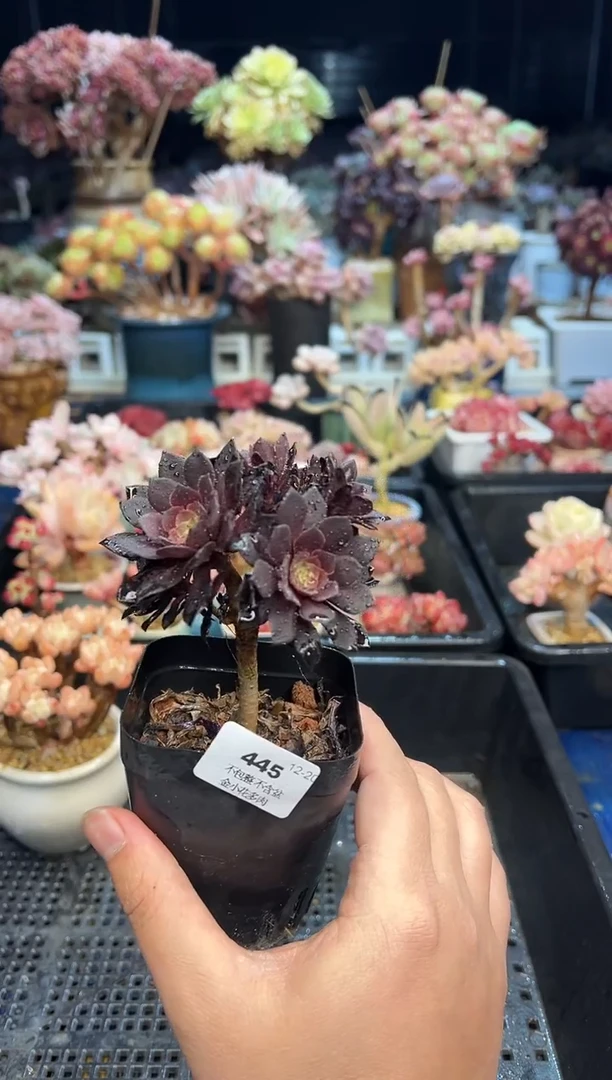 【闪购商品】445不带盆