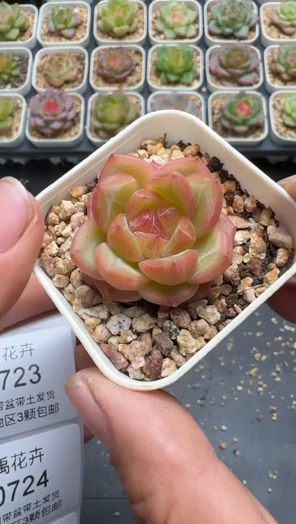 722E云禹多肉植物 带盆土纸巾打包 3颗包邮