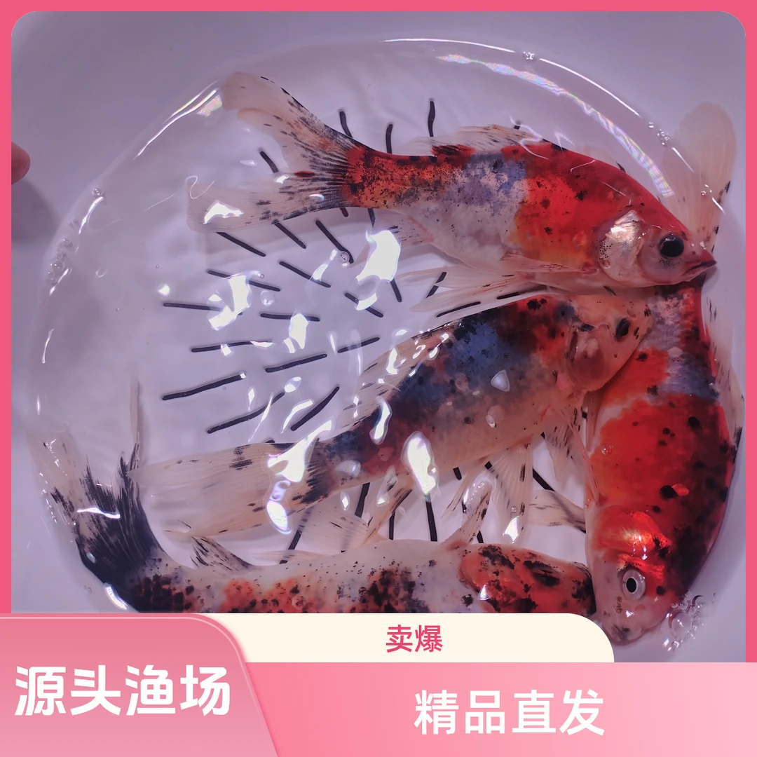 精品玉兰花草 5-7公分 31条 温顺好养新手可混养 随机发货不指定