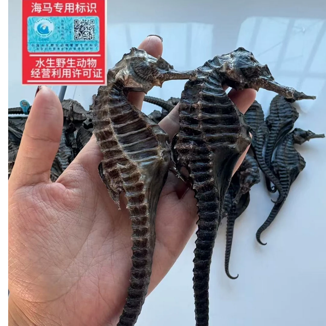 线纹货马馬适合煲汤泡酒做汤料12克/只