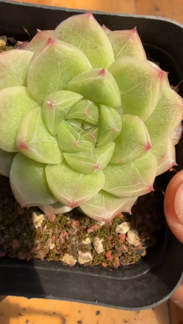 东云多肉园二店-258