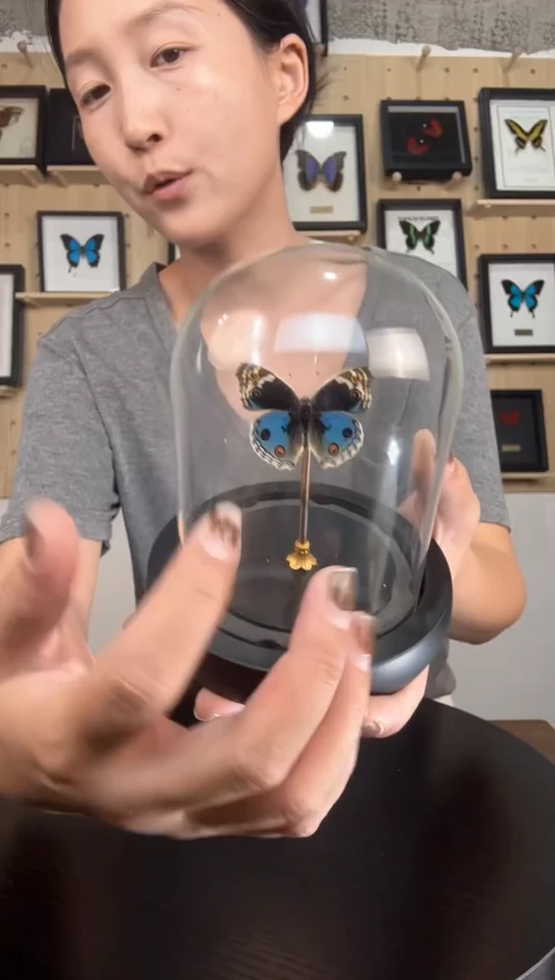 翠蓝眼蛱蝶蝴蝶标本装饰玻璃球