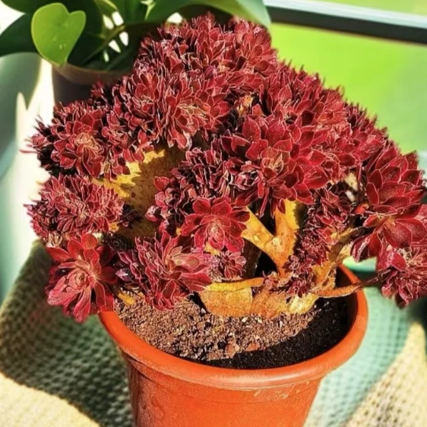 粉女巫女神缀化  新手好看好养精品多肉植物 云南昆明发货