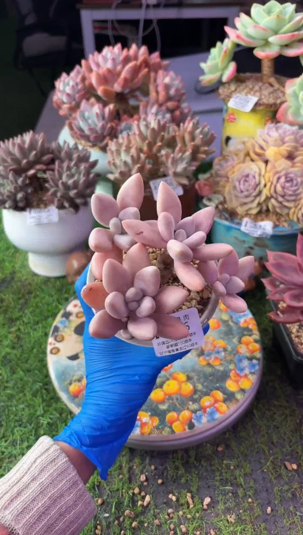 昆明印象多肉0936