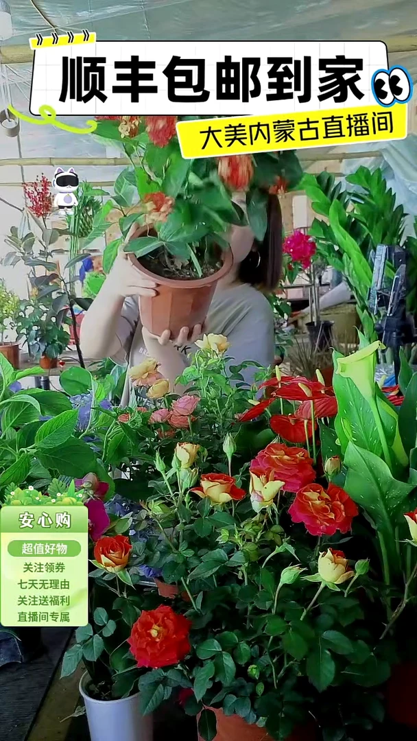 完全开放土培龙船花