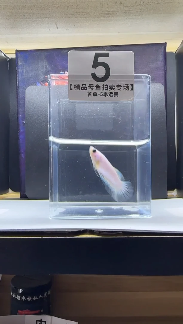 斗鱼母鱼编号：05