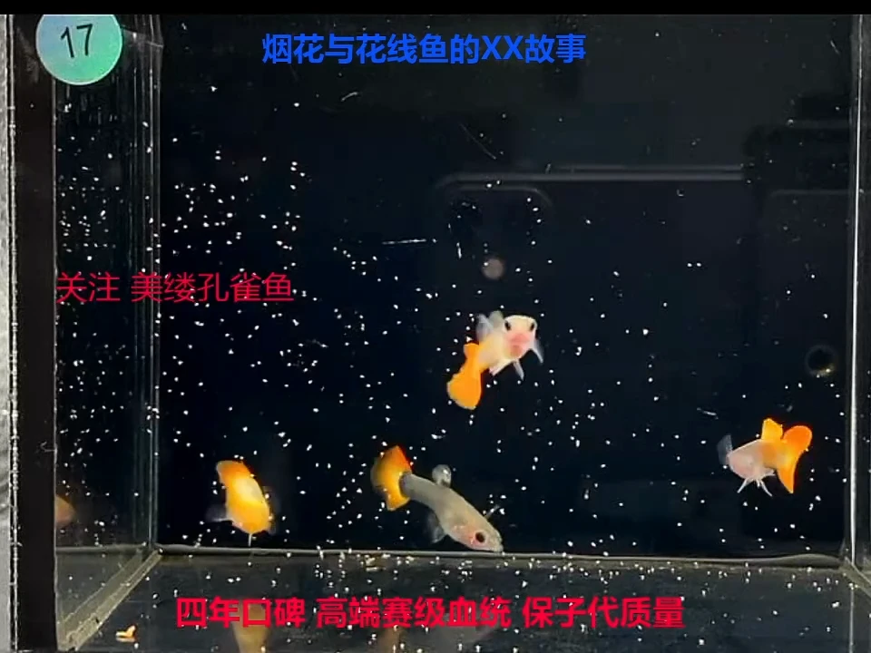 孔雀鱼卡曼橘玻璃猫福利2对