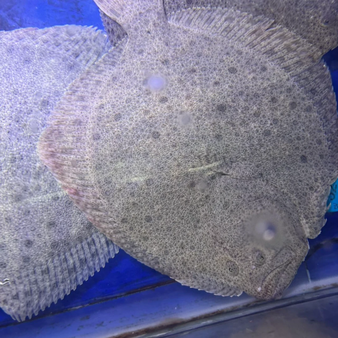 【水不同】鲜活多宝鱼（条）