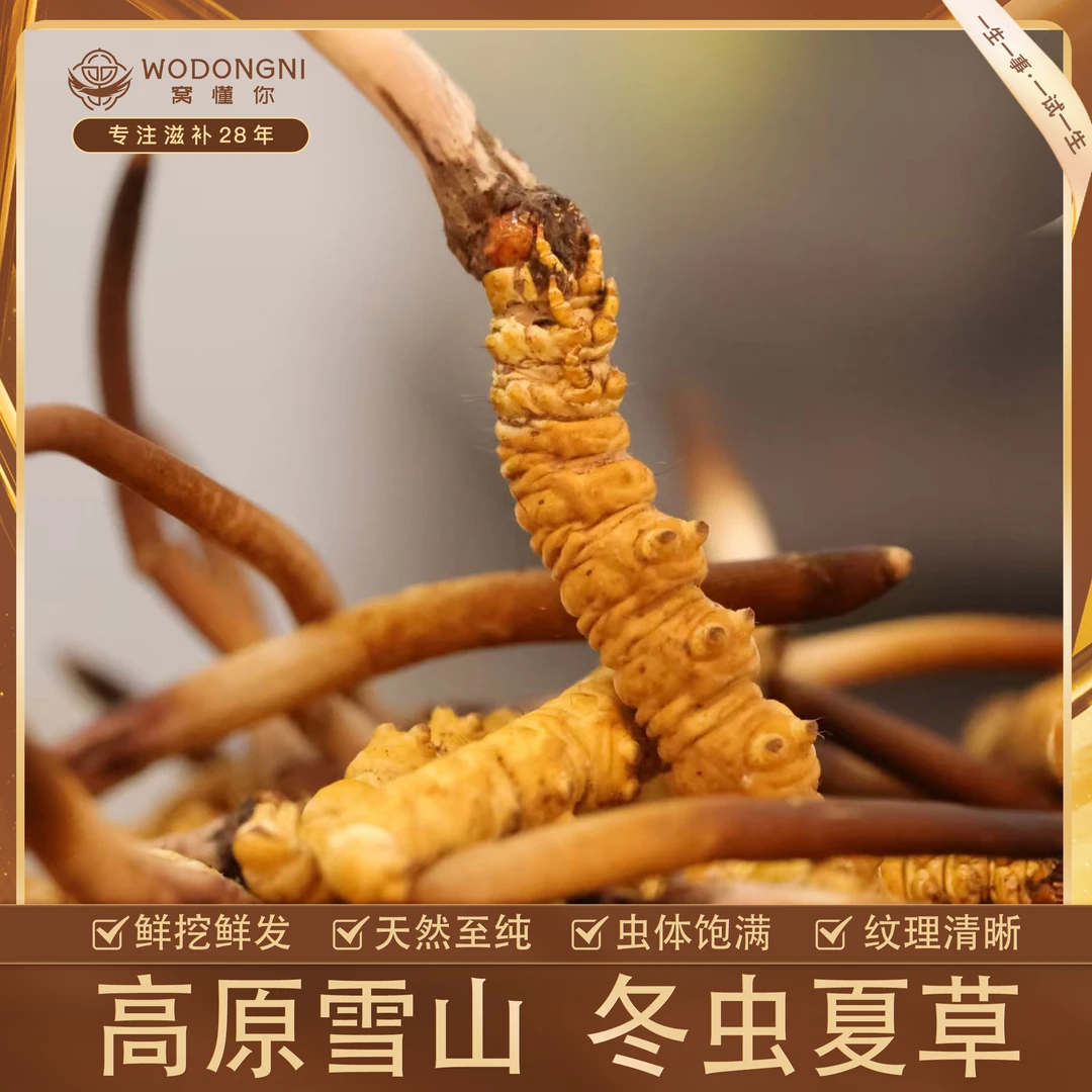 窝懂你2025年西藏高海拔头期黄金规格鲜虫草0.7~0.8