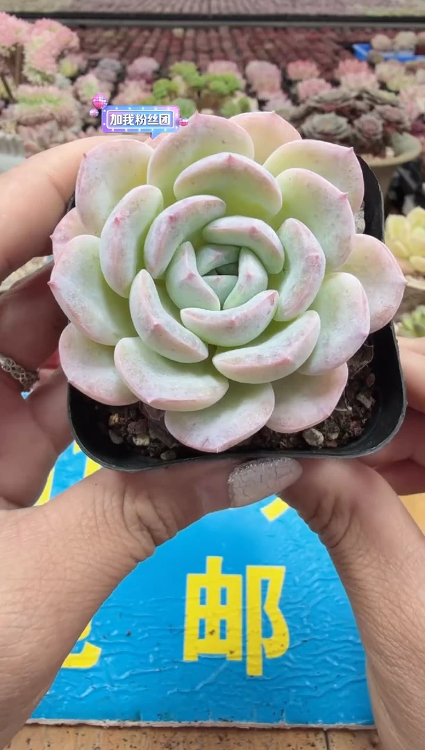 东云多肉园二店-102