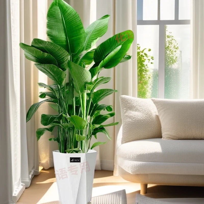 【精品巨无霸】1.7-1.9米大颗精选天堂鸟粗苗易活又好养【豆清Sy