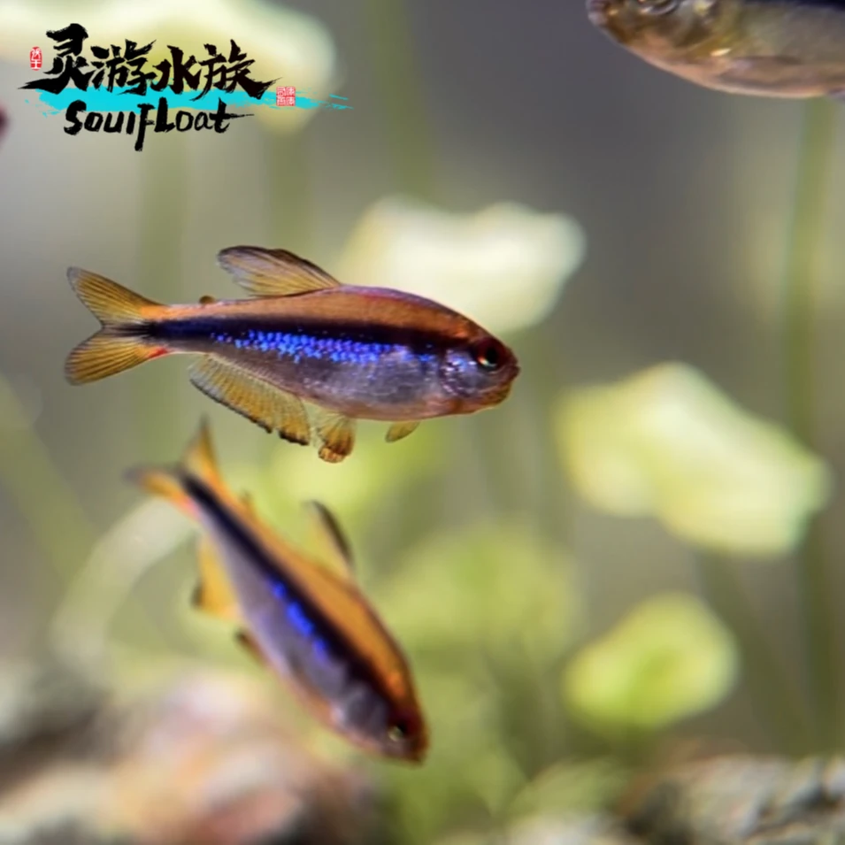 热带灯科鱼特选合集