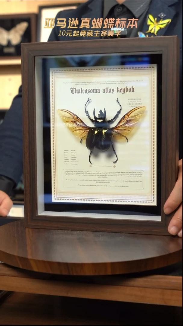 南洋大兜cak标本摆件