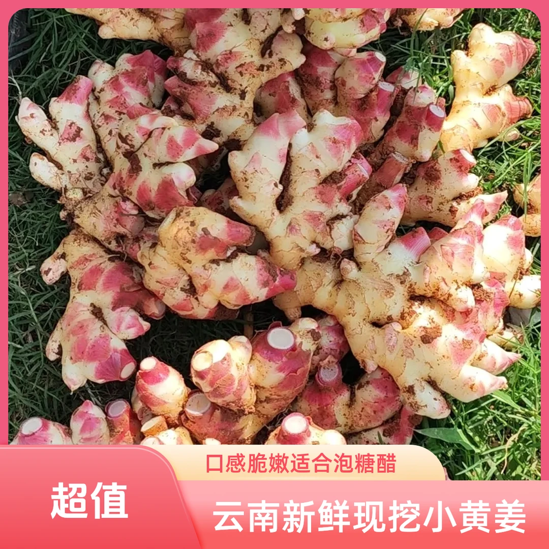 云南新鲜现挖红芽嫩小黄姜当季蔬菜可做泡糖醋姜口感脆嫩