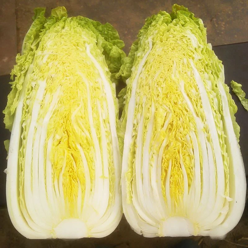 娃娃菜种子蔬菜种子四播种籽小白菜种子高产四季阳台秋冬早熟种子