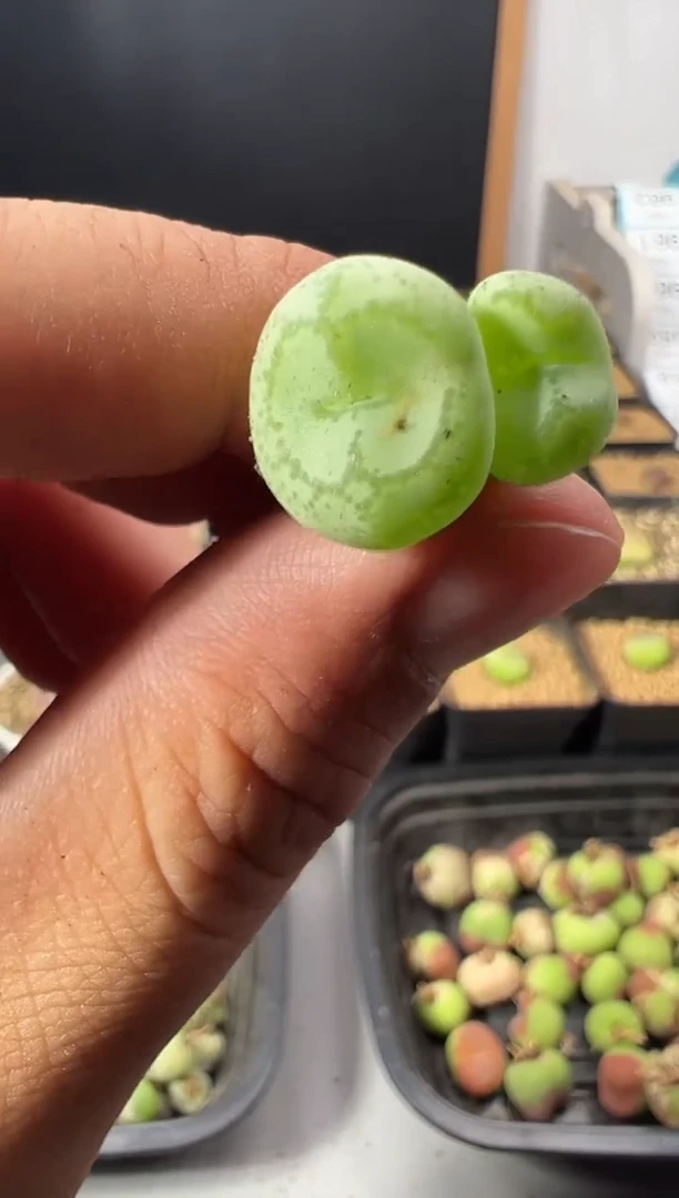 一物一拍             943