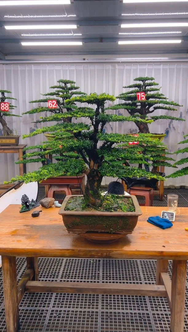 无花朵西*娅精品盆景直播间一物一拍