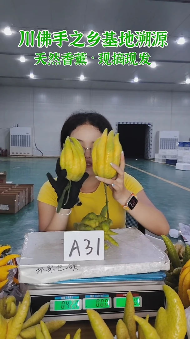 柑橘【一物一拍】川佛手柑鲜果A31