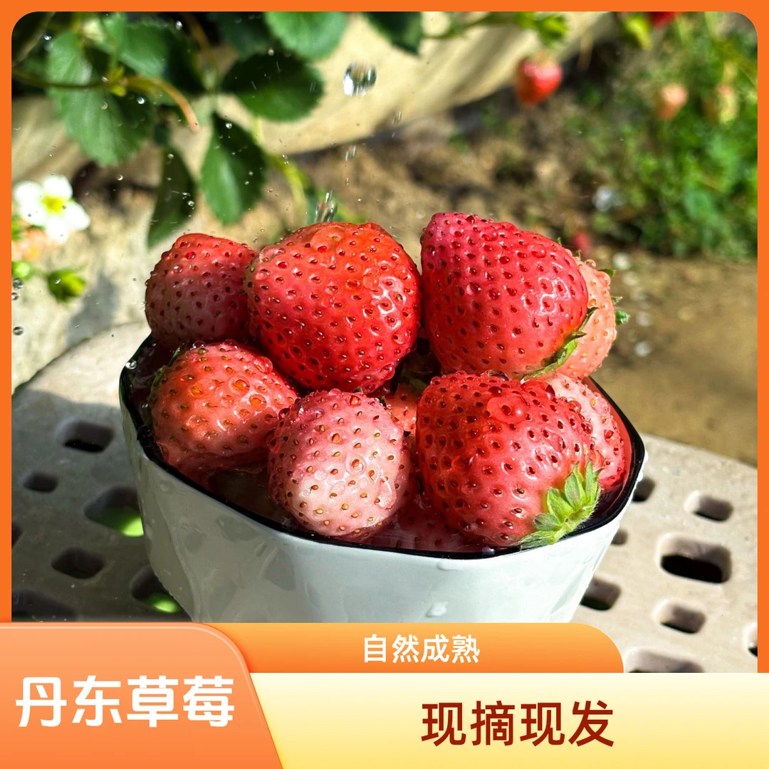 丹东粉玉草莓种子自然成熟大草莓(香甜可口)每日现摘现发水果