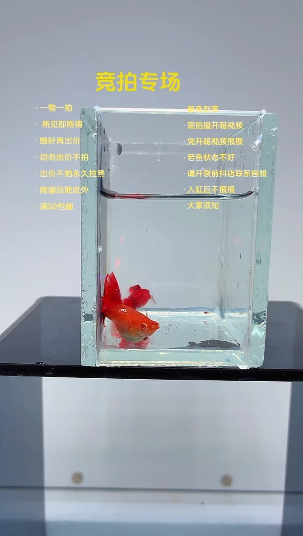 孔雀鱼大背血红一对-44