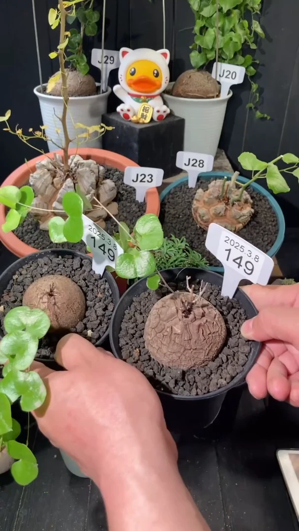 【闪购商品】南非龟甲龙3.8.149