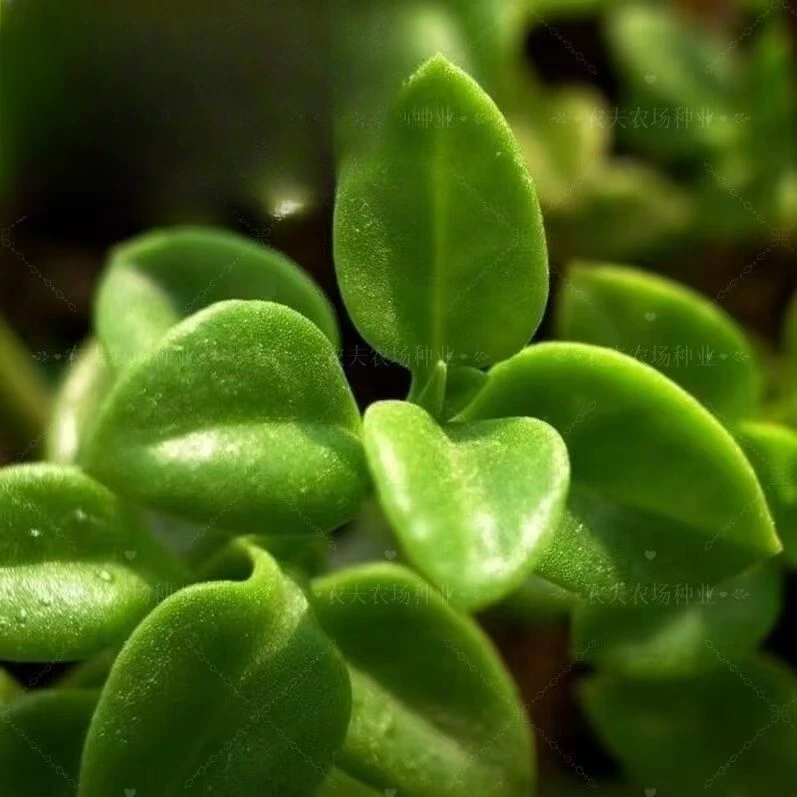 【清新莲种子】四季种植盆栽地栽阳台小院种植