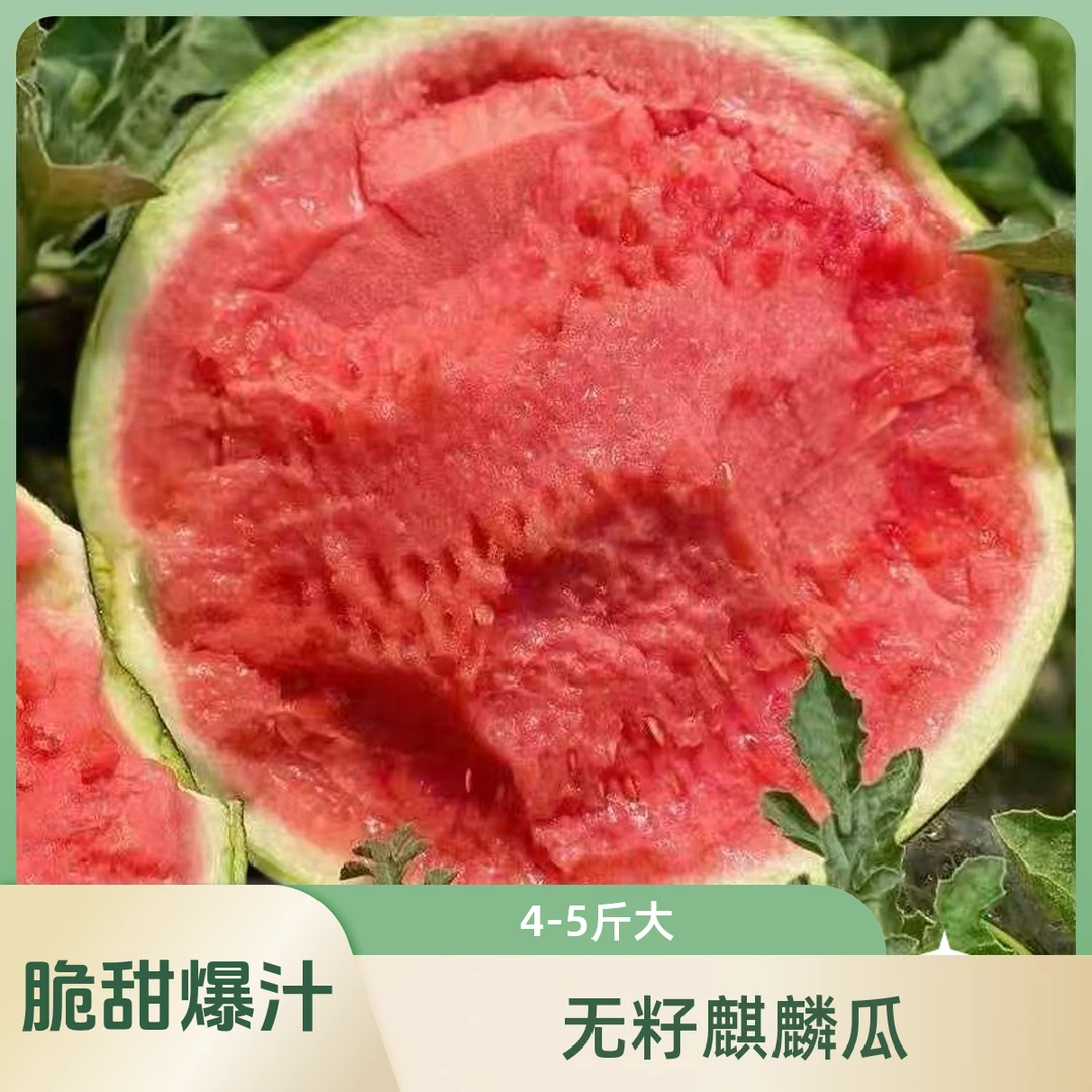 【顺丰快递 】【皮薄脆爽】正宗无籽冰糖麒麟西瓜 4-5斤当季新鲜水果脆甜爆汁11%-15%糖度云南省