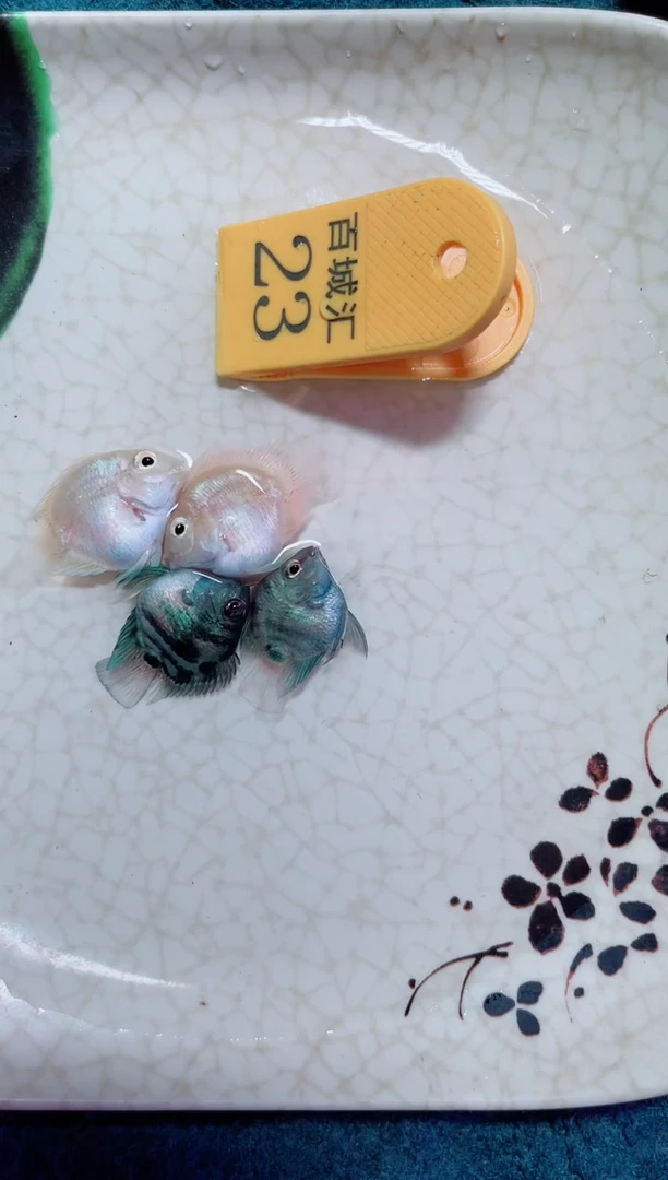 鹦鹉鱼1121212121221