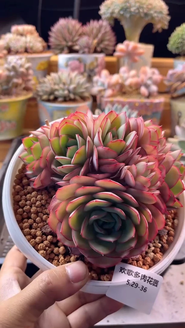 36牡丹亭111111111