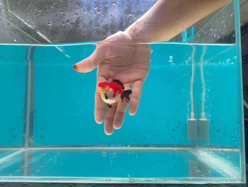 狮头鱼消费满30中通包邮 未满30饲料凑单