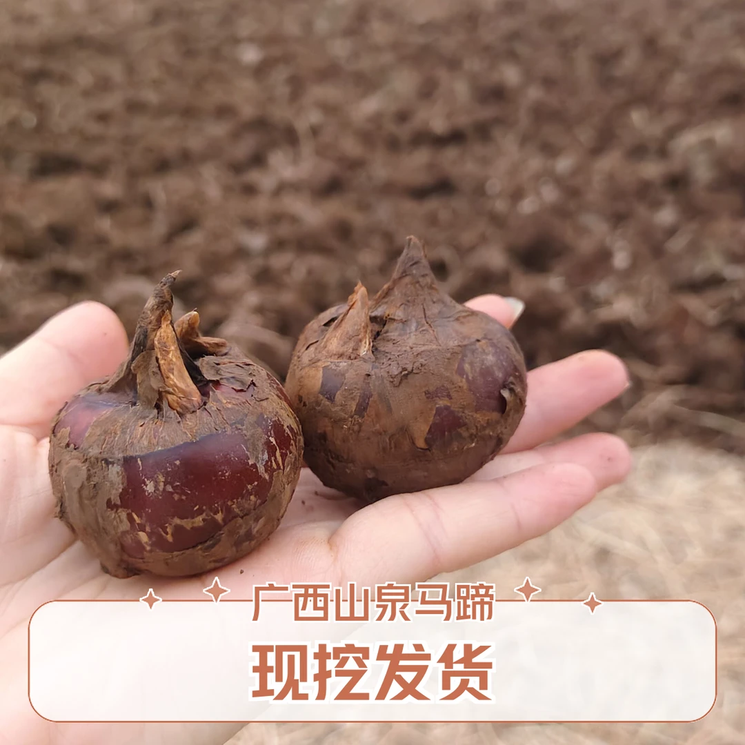 广西水果马蹄荸荠新鲜地犁农家特产自种马蹄现挖现发