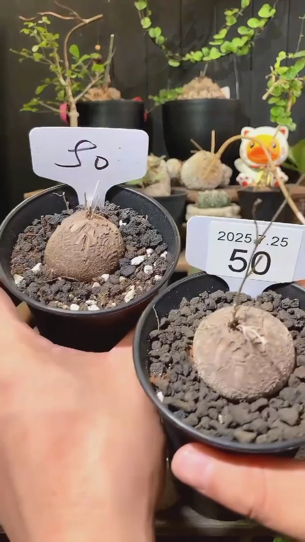 50号725福利南非龟甲龙买1送1个b