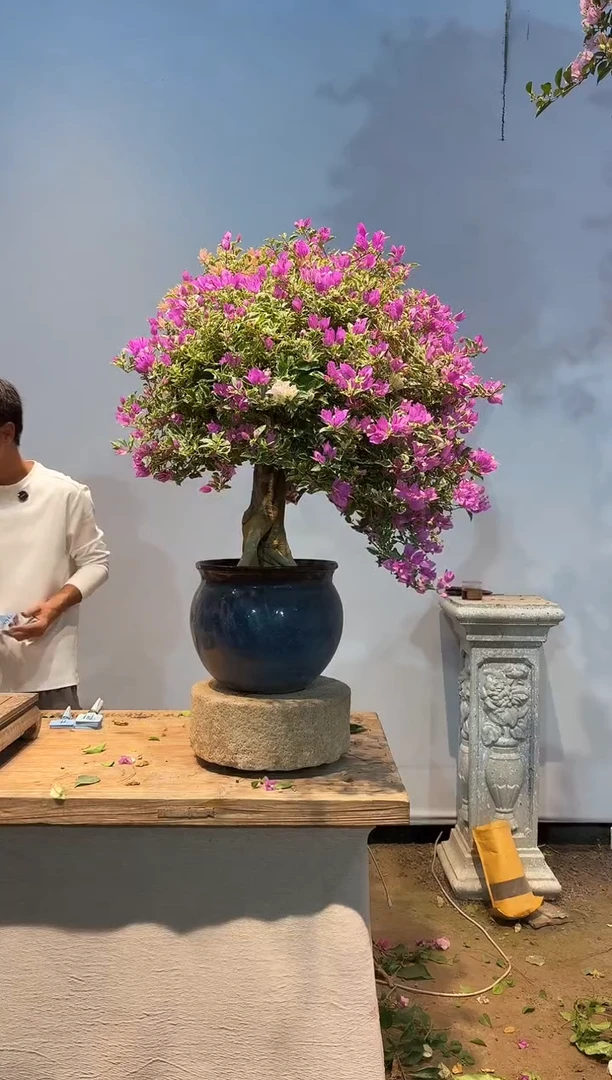 全部花朵海***朵三角梅62