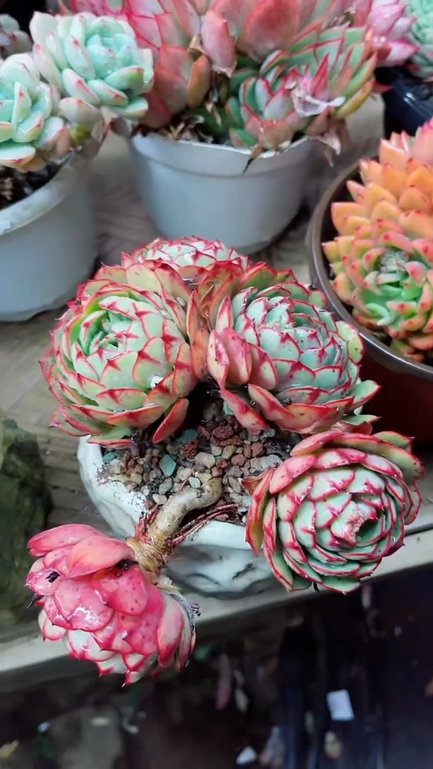 【闪购商品】18060