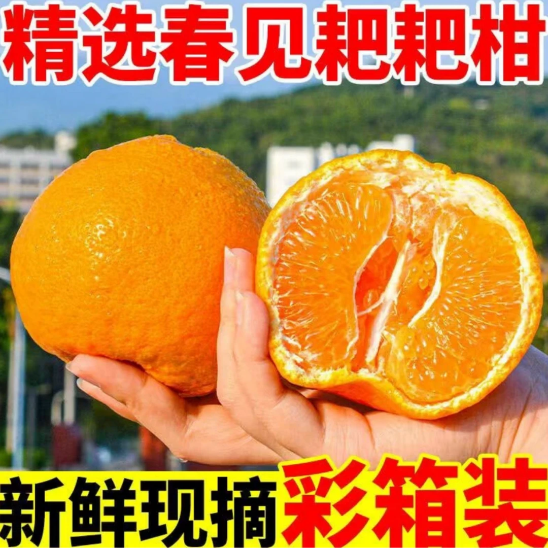 【春见耙耙柑】四川眉山耙耙柑新鲜应季水果皮薄爆汁现摘现发