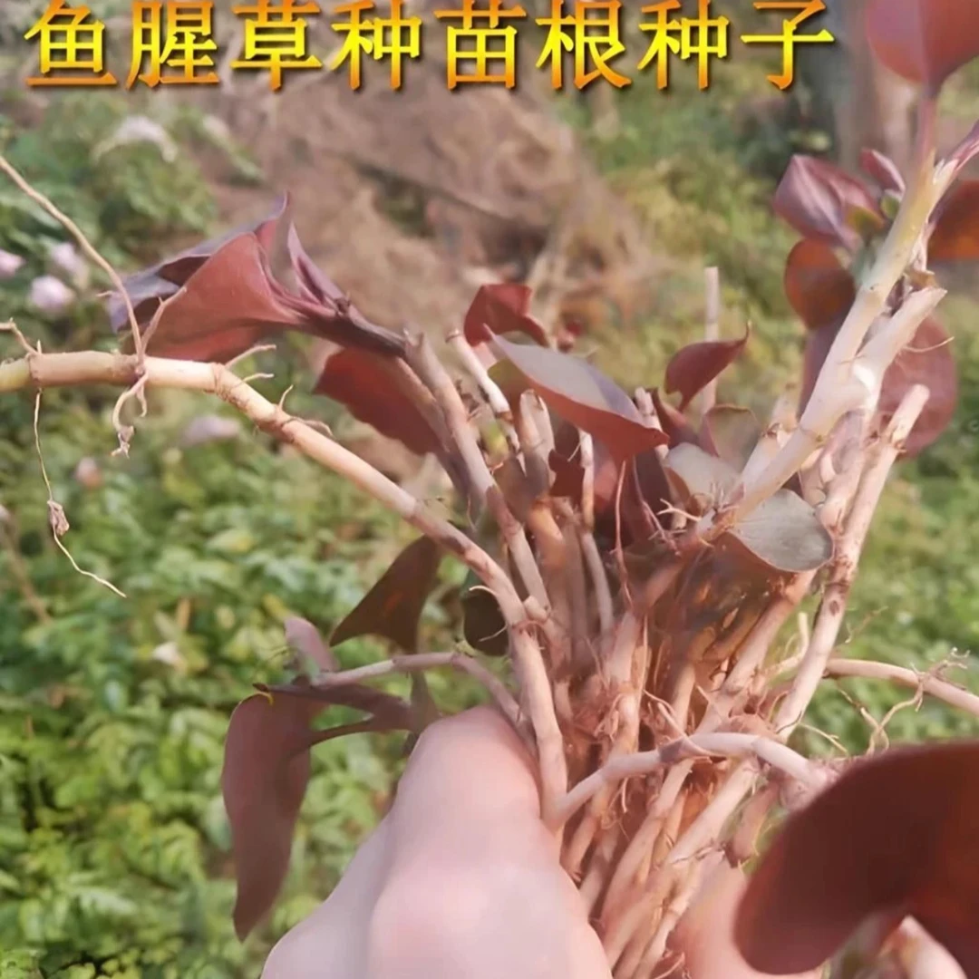 鱼腥草种子折耳根种子四季种植阳台庭院盆栽地载泡沫箱蔬菜种植