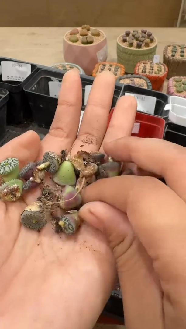 14-83多肉植物肉锥