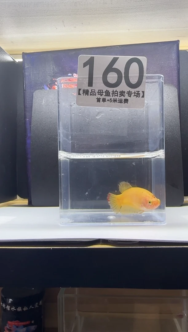 斗鱼母鱼编号：160
