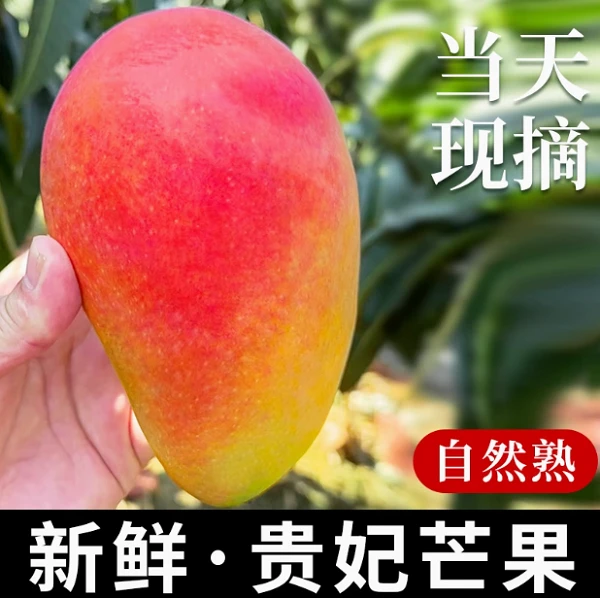 广西百色贵妃芒果新鲜采摘香甜多汁核薄肉厚应季水果