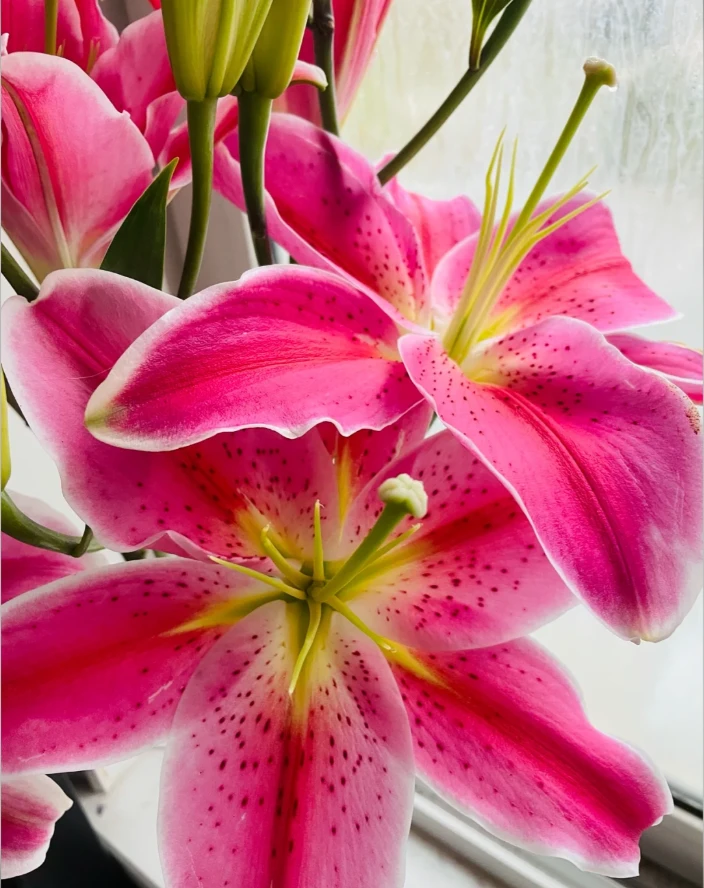 【蜜桃香水百合】粉色系香水百合 花期长 颜值高夏天家居鲜花