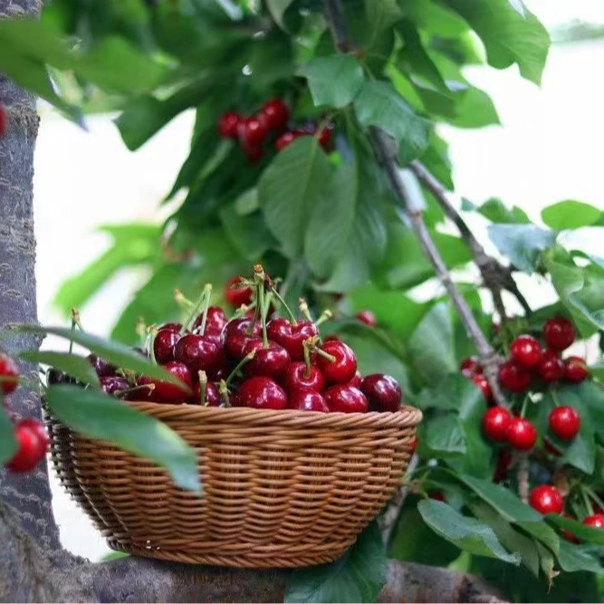 大连金顶红大樱桃顺丰空运 1.8斤 凌晨采摘现摘现发