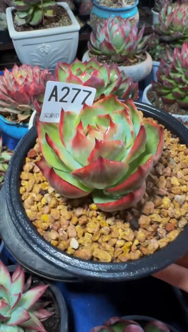 A277惊鸿仙子（裸根发货）