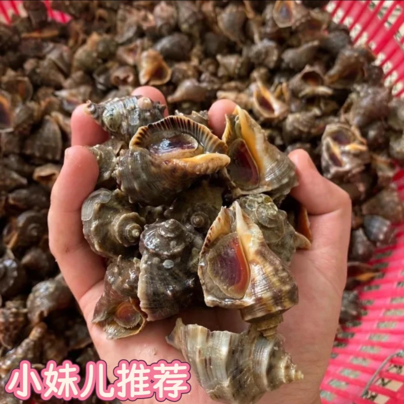 野生鲜活小海螺牙签螺顺丰发货点关注多得1斤介意大小勿拍