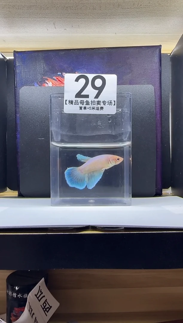 斗鱼母鱼编号：29