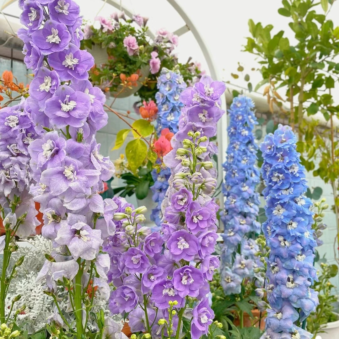 大花飞燕草 盆栽花苗 高端线型花卉