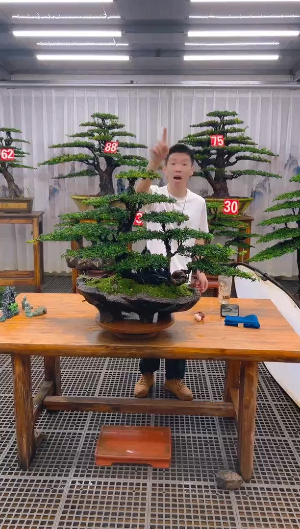 无花朵欭*精品盆景直播间一物一拍